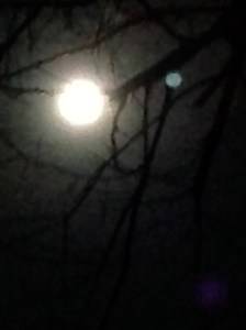 The supermoon through the trees in my backyard in Sydney