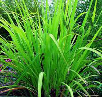 Palmarosa is a grass similar to lemongrass