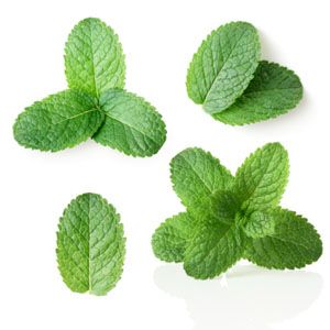 It's hard to tell the difference between spearmint and peppermint just by looking at it - by scent its easy!