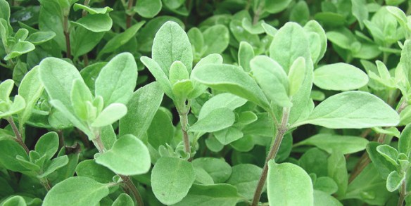 Marjoram - pic via www.101herbs.com