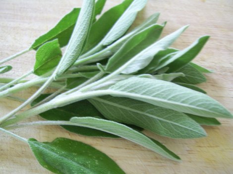 Fresh sage 