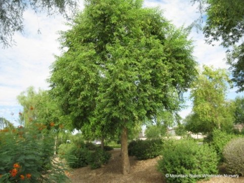 The gorgeous tree Dalbergia sissoo - pic via www.mswn.com