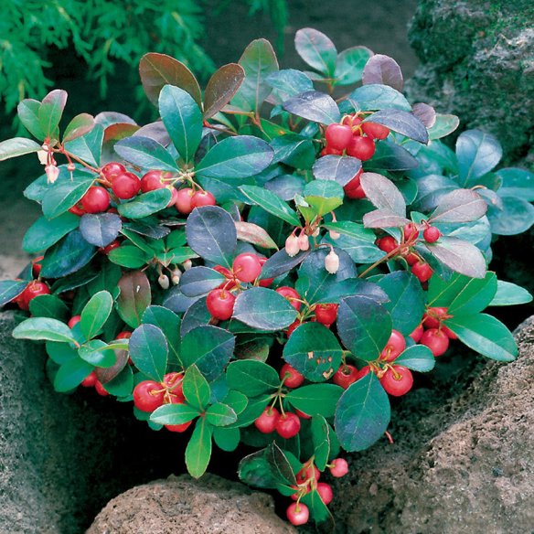 Wintergreen - be cautious!