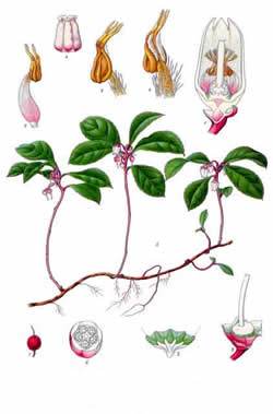 From Kohler's Medizinal Plfanzen a book now in the public domain