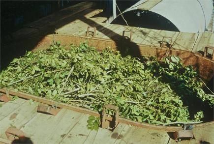 The leaves and twigs ready to be distilled into petitgrain oil