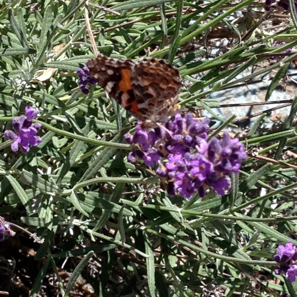 wild lavender with buterfly