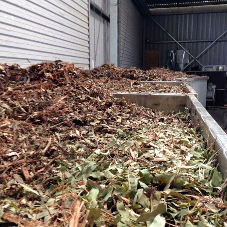 Fresh eucalyptus leaves awaiting distillation