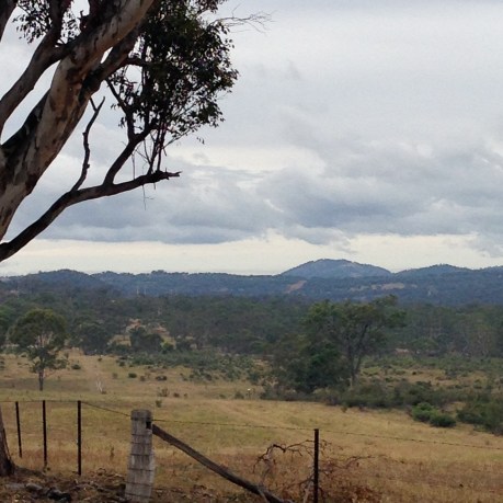 Eucalyptus in the Australian country