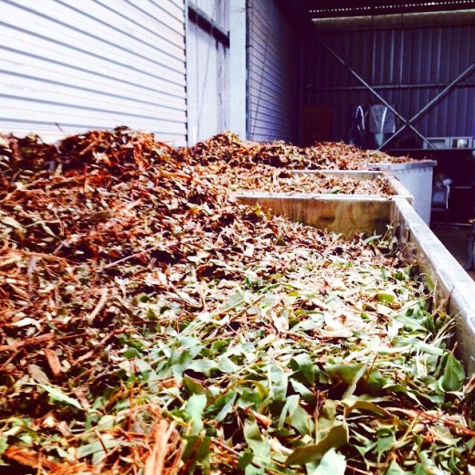 Eucalyptus radiata leaves ready to be distilled at Banalasta Estate in NSW