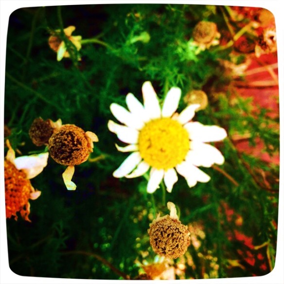 Roman chamomile in the Wellington Botanic Gardens