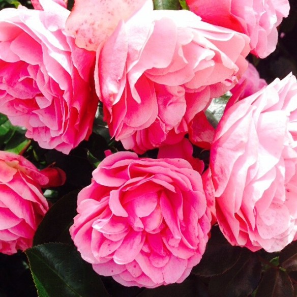 More beautiful roses from my recent trip to New Zealand