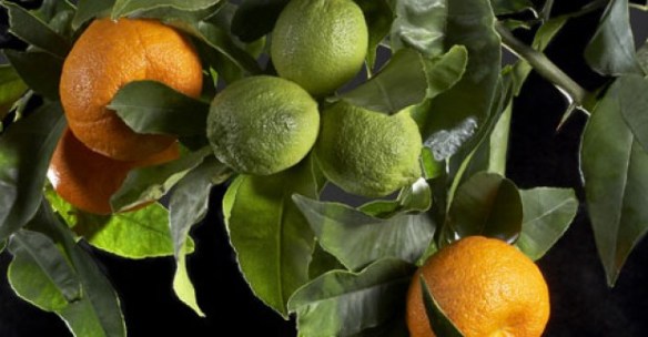 The green fruit pictured here is very small like a cumquat - pic via nwitimes.com