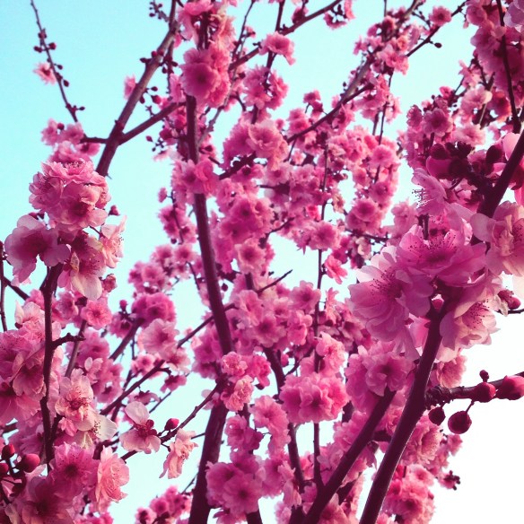 I took this gorgeous pic in Sydney on the weekend