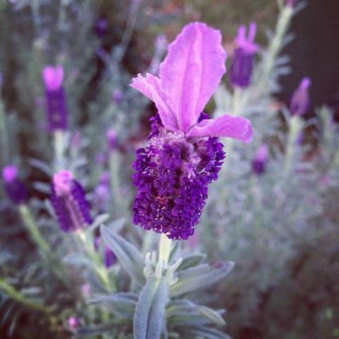 Lavandula stoechas, my own pic thanks yes it is wonderful