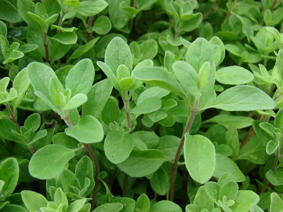 sweet little marjoram leaves