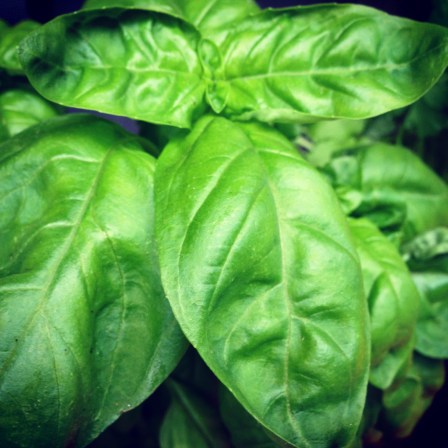 I've just planted some basil and it seems to be dong quite well