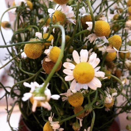 I've got these gorgeous chamomile flowers in a teapot nest to my bed - sweet dreams!