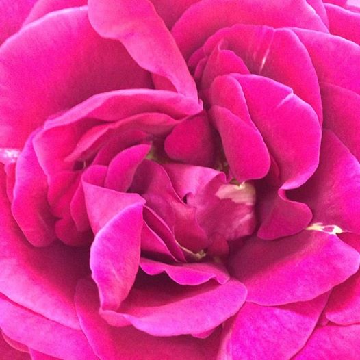 Rose is the Queen of oils