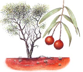 Santalum spicatum - pic via http://www.australian-aridlands-botanic-garden.org/general/plants/p_spec/sawo.htm