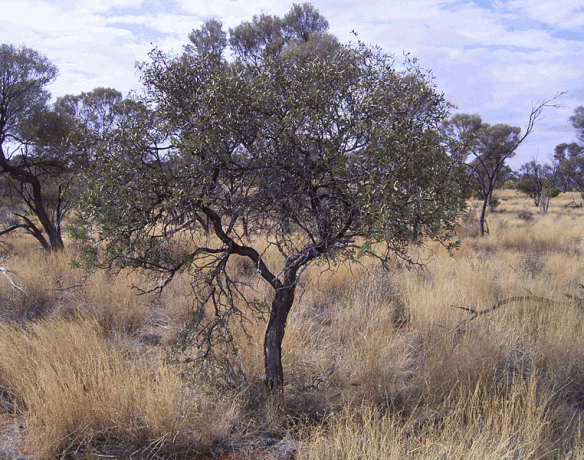 Australian sandalwood thrives in semi-arid conditions - pic via www.fpc.wa.gov.au