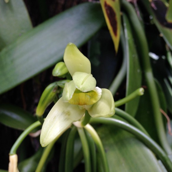 This is the beautiful vanilla flower