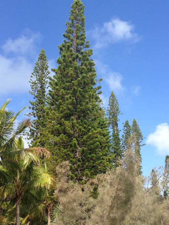 Araucaria columnaris or cooki? Not sure