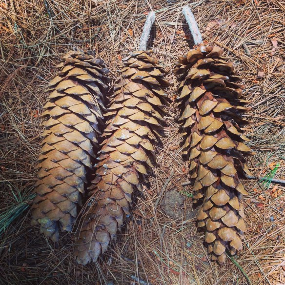 Pine cones