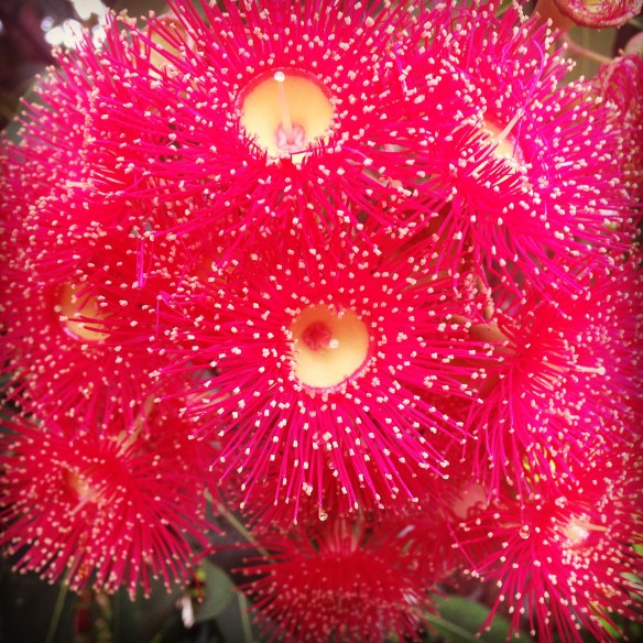 Eucalyptus or gum nut flowers