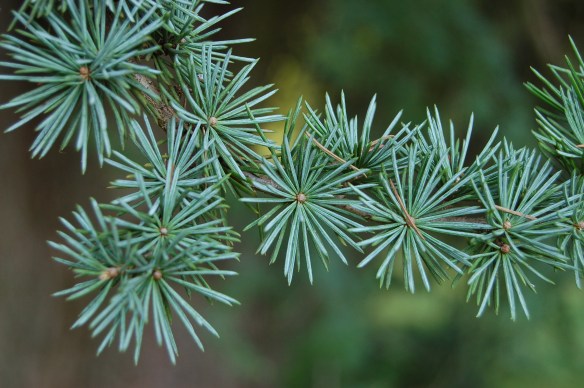 Atlantic cedar