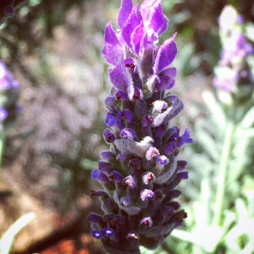 I just cant help taking a pic when I see the wonderful herb, lavender