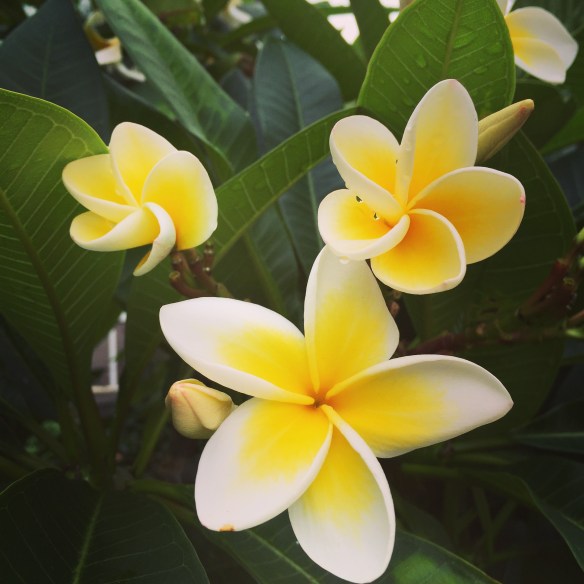frangipani in the neighbourhood