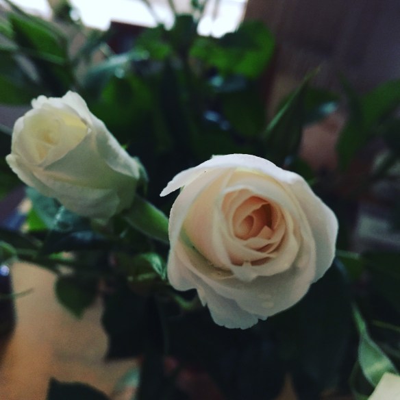 Little roses, big scent