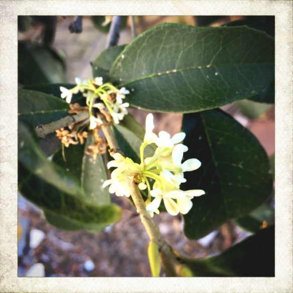 Flower in broad daylight