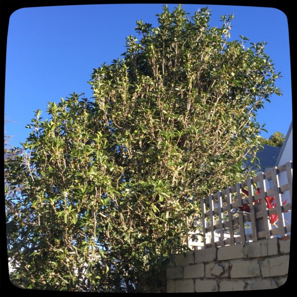 The bush in the back lane