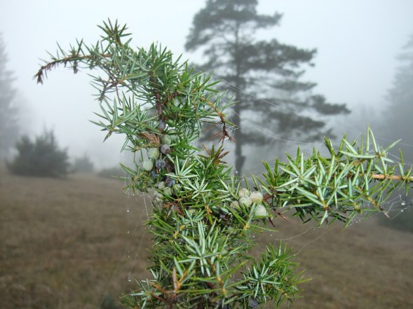 Juniper in the fog, somewhere