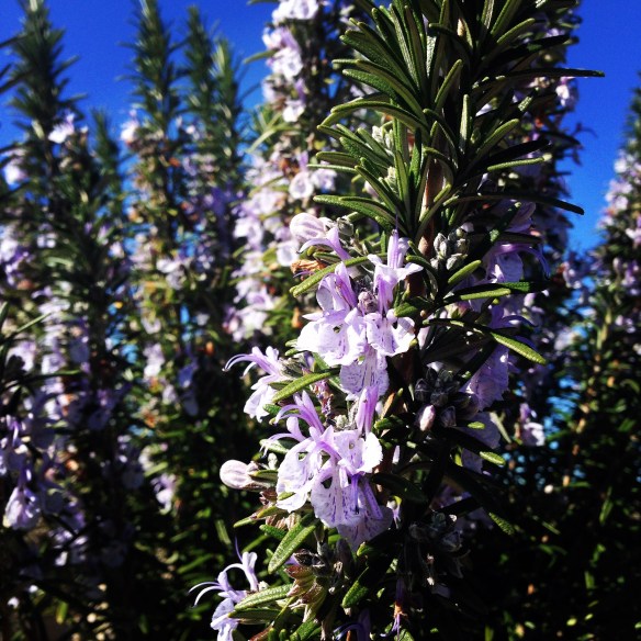 Flowerin rosemary in a client's garden