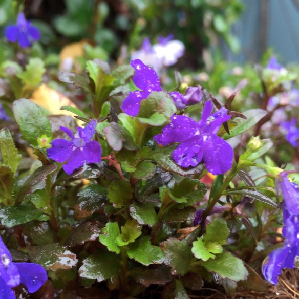 My neighbours violets in the rain
