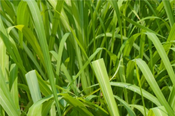 Palmarosa in situ - pic via www.florihana.com