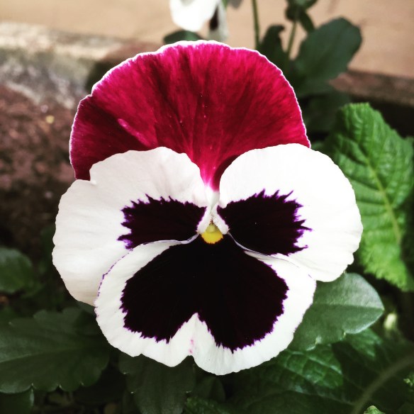 pansy