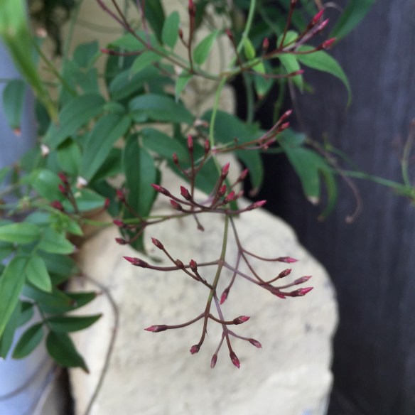 I'm so excited about spring