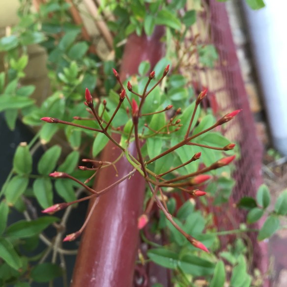 countdown to flowers