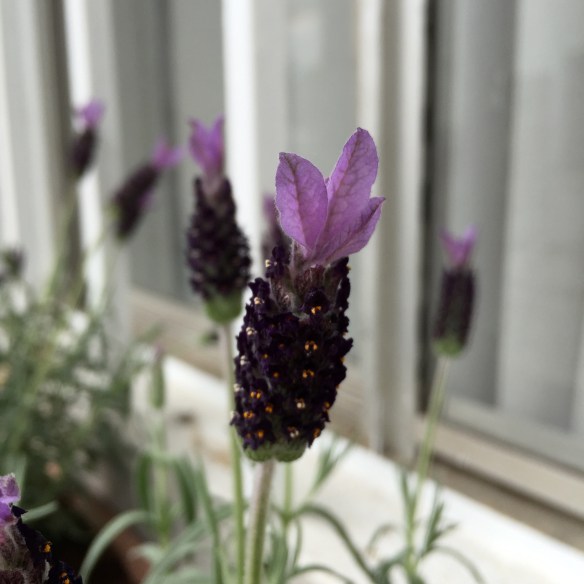 lovely lavender in my neighbour's planter box out the frot