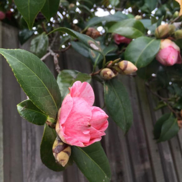 A pretty camelia around in the back lane