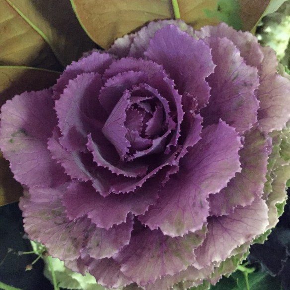 ornamental kale 