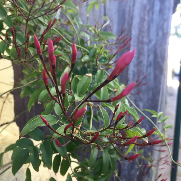 happy little buds in the sun