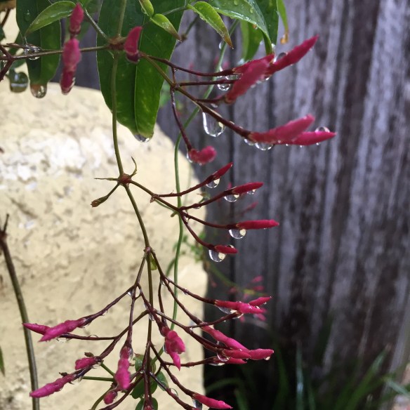 It's definitely winter rain!