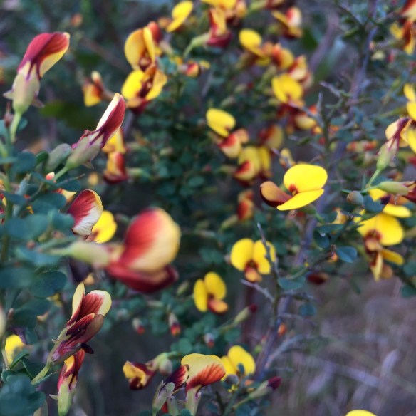 Egg and bacon plant, Pultenaea villosa Willd.
