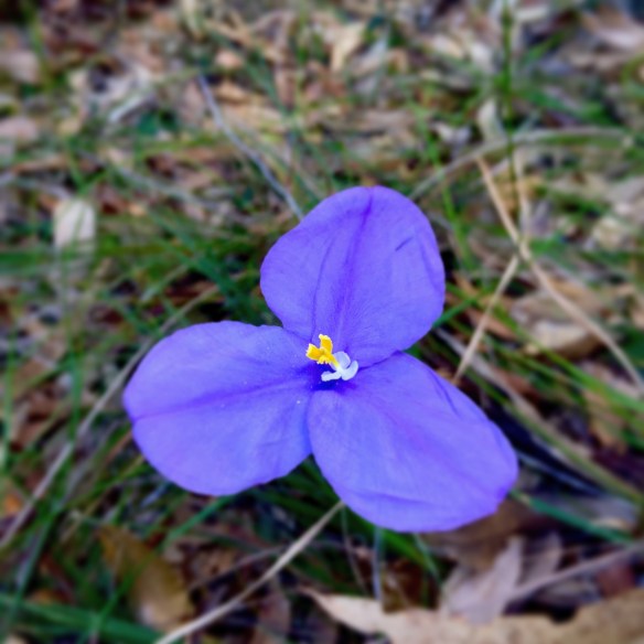 Bush iris or native iris, Patersonia occidentalis