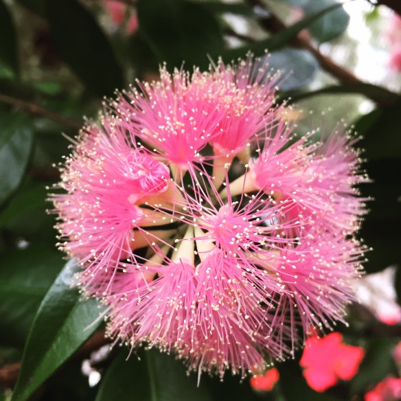 pretty gumnut flowers in Sydney