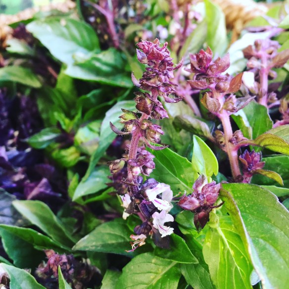 flowering Thai basil